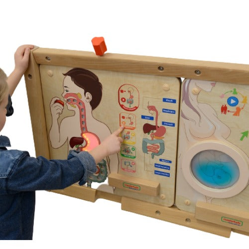 Digestive System Human Body