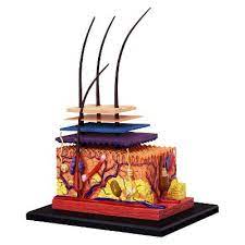 4D Vision Human Skin Model