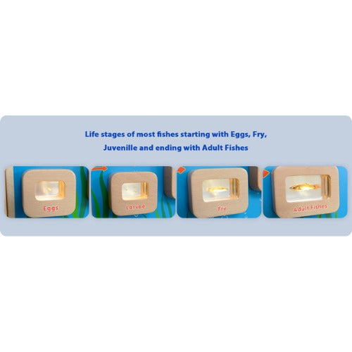 Light-Up Fish Life Cycle Stages Panel