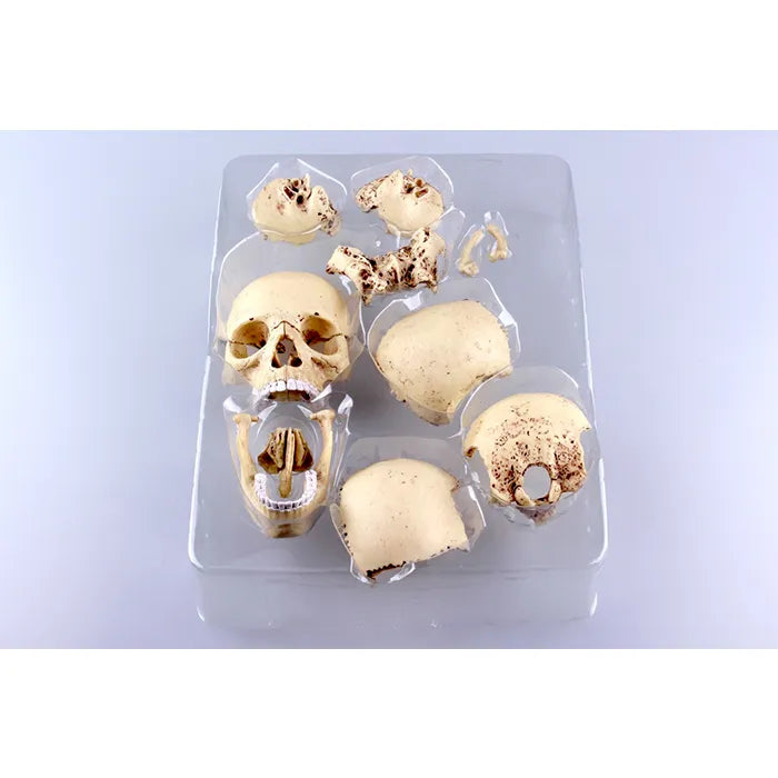 4D MASTER Skull Model