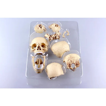 4D MASTER Skull Model