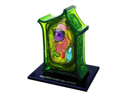4D Vision Plant Cell Anatomy Model
