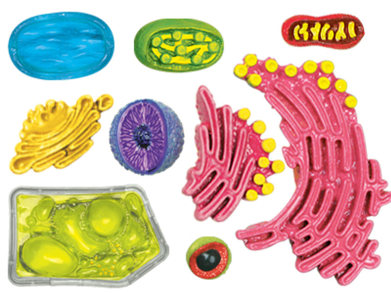 4D Vision Plant Cell Anatomy Model