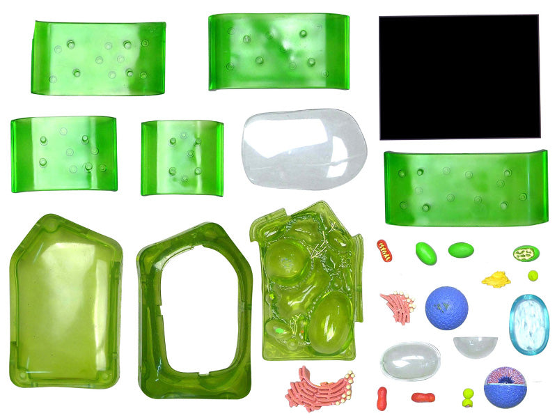 4D Vision Plant Cell Anatomy Model