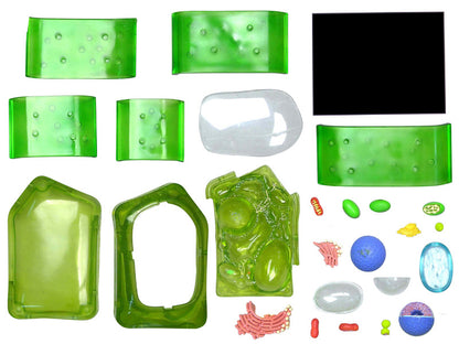 4D Vision Plant Cell Anatomy Model