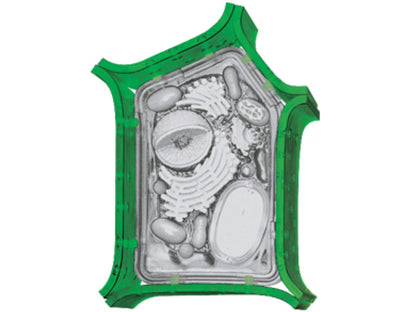 4D Vision Plant Cell Anatomy Model
