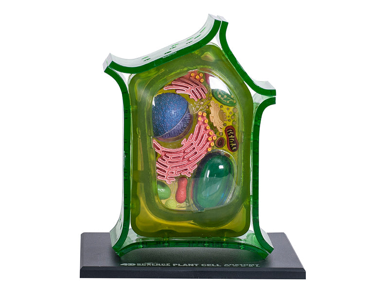 4D Vision Plant Cell Anatomy Model