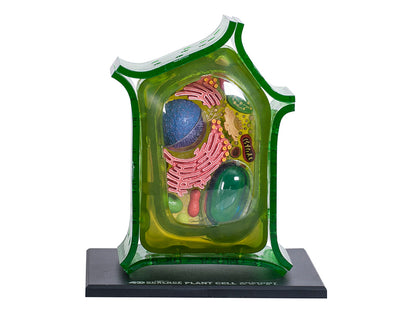4D Vision Plant Cell Anatomy Model