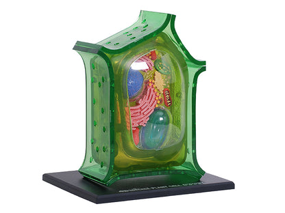 4D Vision Plant Cell Anatomy Model