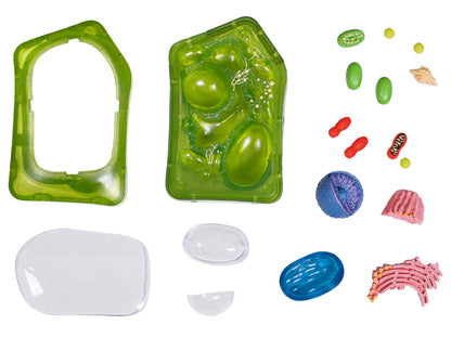 4D Vision Plant Cell Anatomy Model