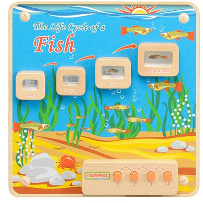 Light-Up Fish Life Cycle Stages Panel