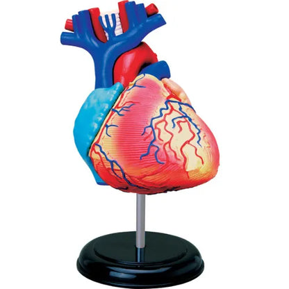 4D Human Heart Anatomy Model