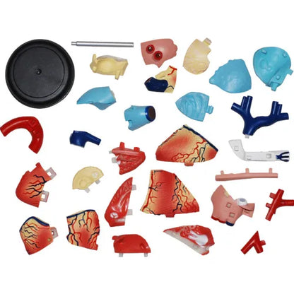 4D Human Heart Anatomy Model