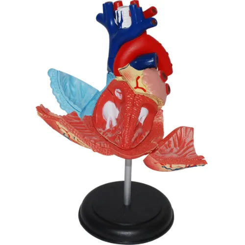 4D Human Heart Anatomy Model