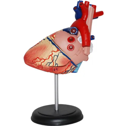 4D Human Heart Anatomy Model