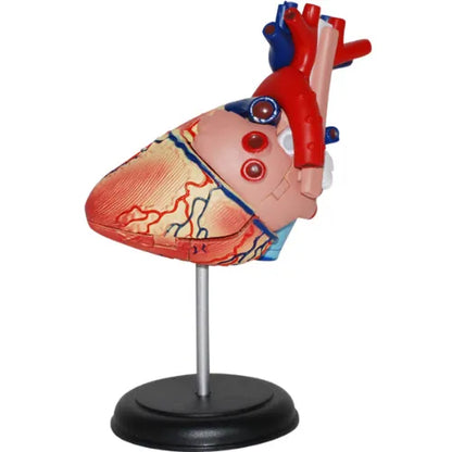 4D Human Heart Anatomy Model