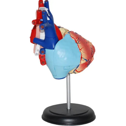 4D Human Heart Anatomy Model