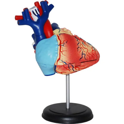 4D Human Heart Anatomy Model