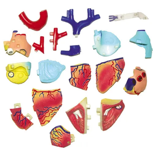4D Human Heart Anatomy Model