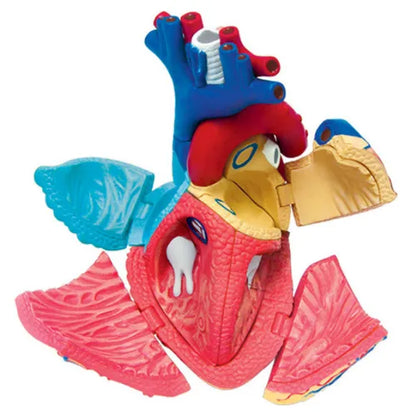 4D Human Heart Anatomy Model
