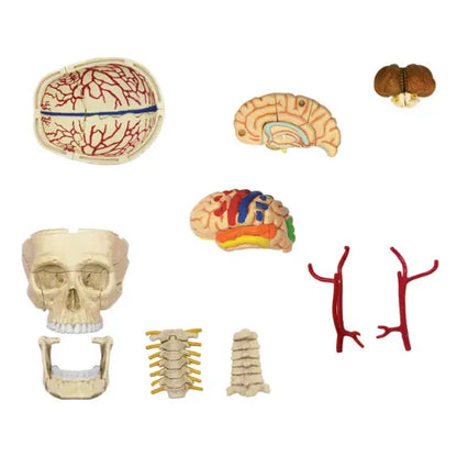 4D Human Cranial Nerve Skull Anatomy Model