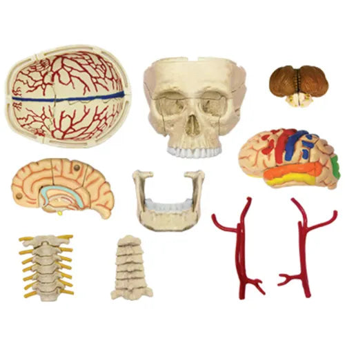 4D Human Cranial Nerve Skull Anatomy Model