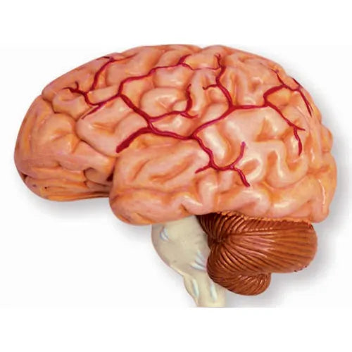 4D Human Cranial Nerve Skull Anatomy Model