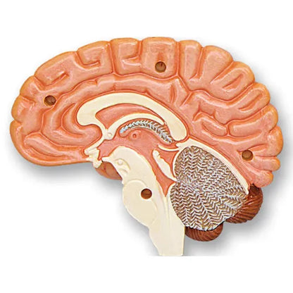 4D Human Cranial Nerve Skull Anatomy Model