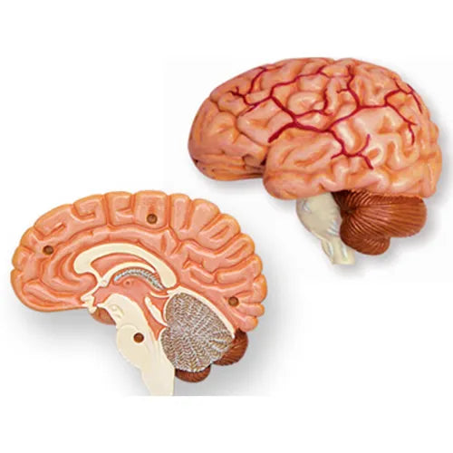 4D Human Cranial Nerve Skull Anatomy Model