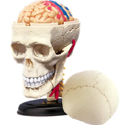 4D Human Cranial Nerve Skull Anatomy Model