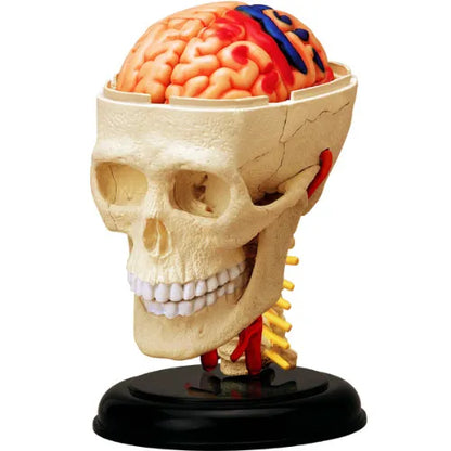 4D Human Cranial Nerve Skull Anatomy Model