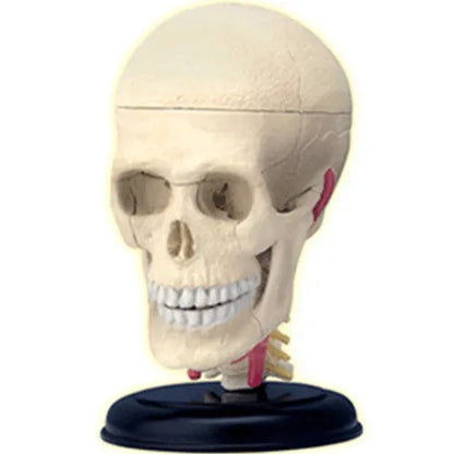 4D Human Cranial Nerve Skull Anatomy Model