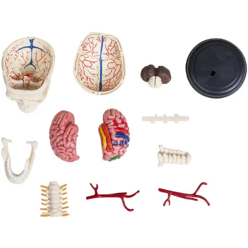 4D Human Cranial Nerve Skull Anatomy Model