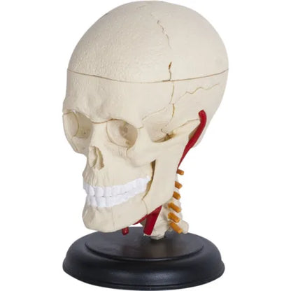 4D Human Cranial Nerve Skull Anatomy Model