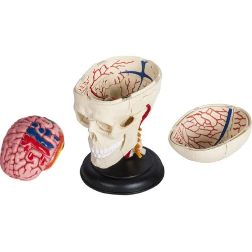 4D Human Cranial Nerve Skull Anatomy Model