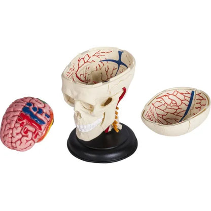 4D Human Cranial Nerve Skull Anatomy Model