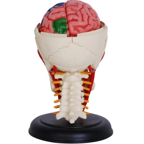 4D Human Cranial Nerve Skull Anatomy Model