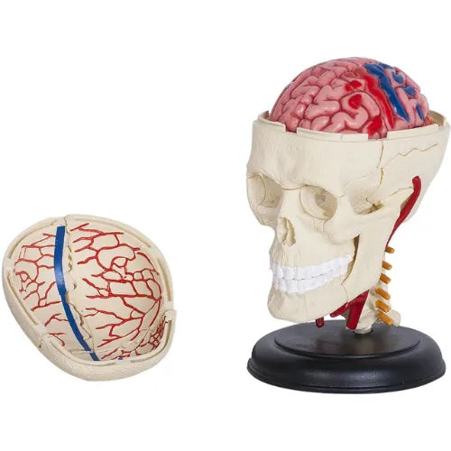 4D Human Cranial Nerve Skull Anatomy Model