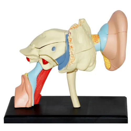 4D Human Ear Anatomy Model