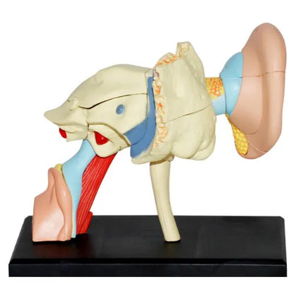 4D Human Ear Anatomy Model