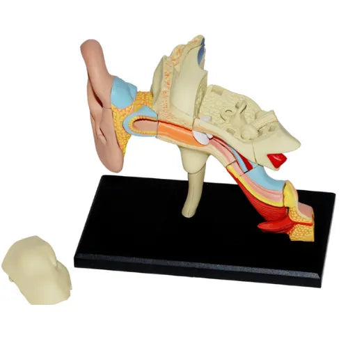 4D Human Ear Anatomy Model