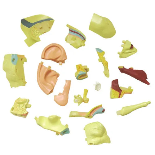 4D Human Ear Anatomy Model