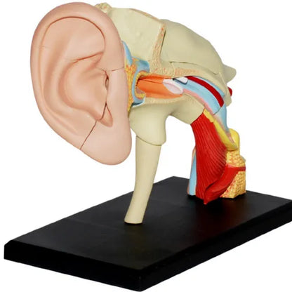 4D Human Ear Anatomy Model
