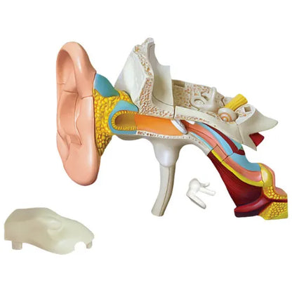 4D Human Ear Anatomy Model