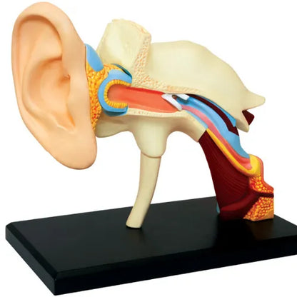 4D Human Ear Anatomy Model